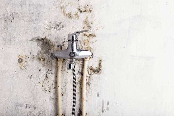 Best Black Mold Removal  in Pickens, MS