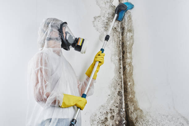 Best Toxic Mold Removal  in Pickens, MS