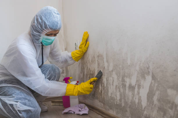 Mold Removal and Inspection in Pickens, MS