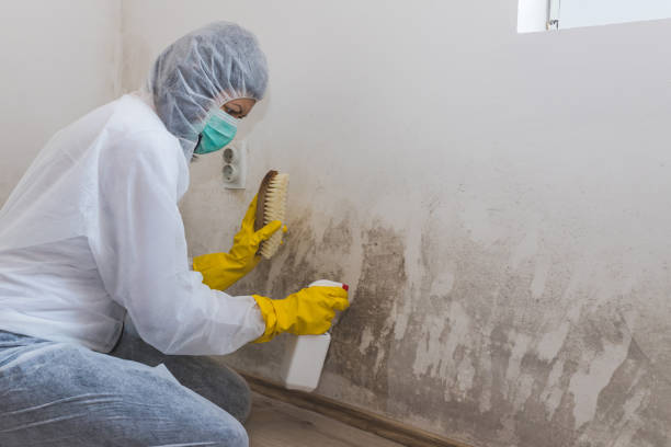 Best Mold Damage Repair  in Pickens, MS