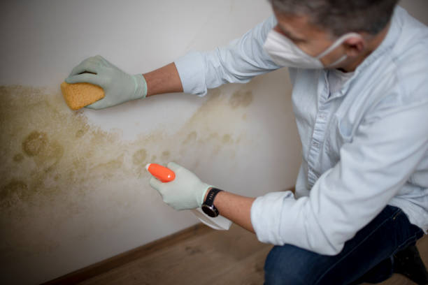 Best Local Mold Removal Service  in Pickens, MS
