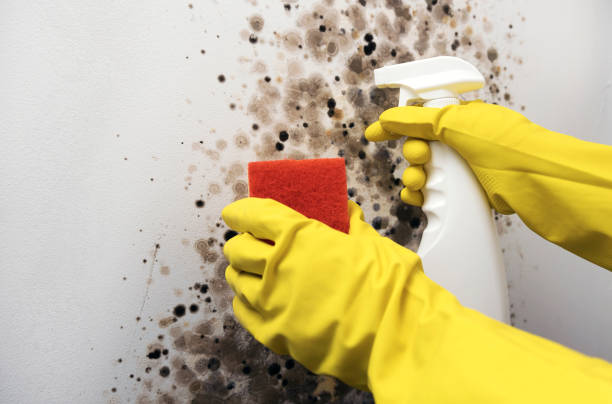 Professional Mold Removal in Pickens, MS