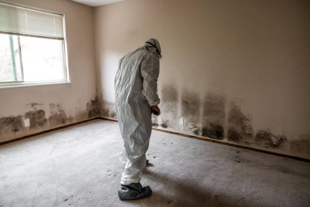Best Fast Mold Removal  in Pickens, MS