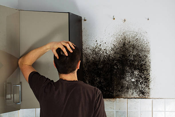 Best Commercial Mold Removal  in Pickens, MS